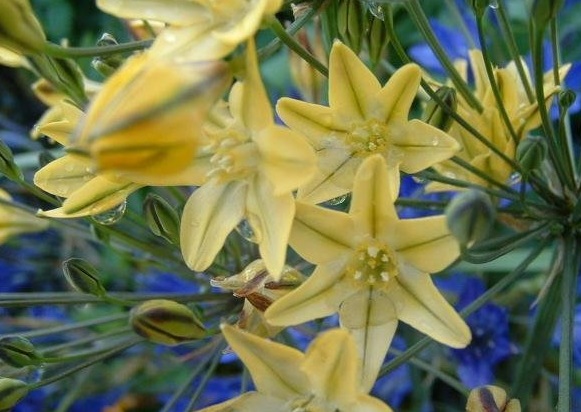 Triteleia Species, Golden Brodiaea, Pretty Face