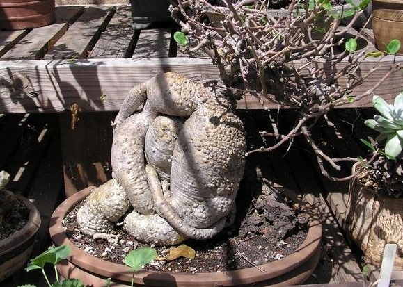 Fockea Species