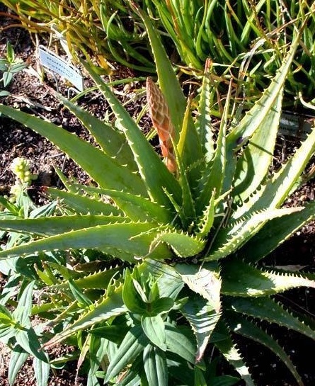 Aloe Species, Spider Aloe