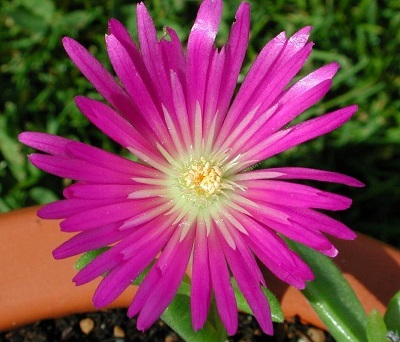 Delosperma Species, Ice Plant