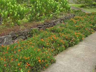 Drosanthemum Species, Ice Plant, Royal Dewflower