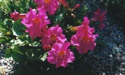 Dwarf Hardy Gloxinia