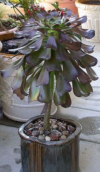 Aeonium Cyclops