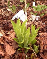 Lobelia Species, Devil's Tobacco
