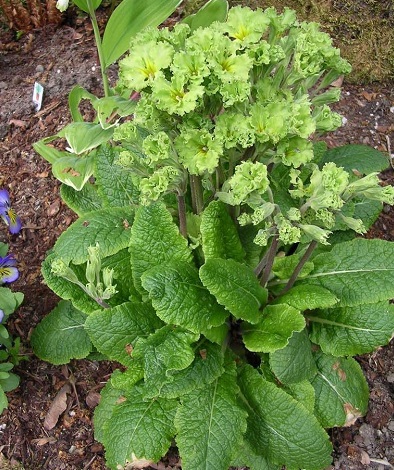 Primula, Common Primrose, English Primrose Francesca