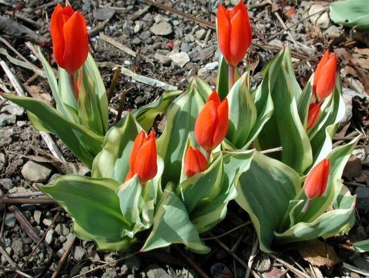 Species Tulip Unicum