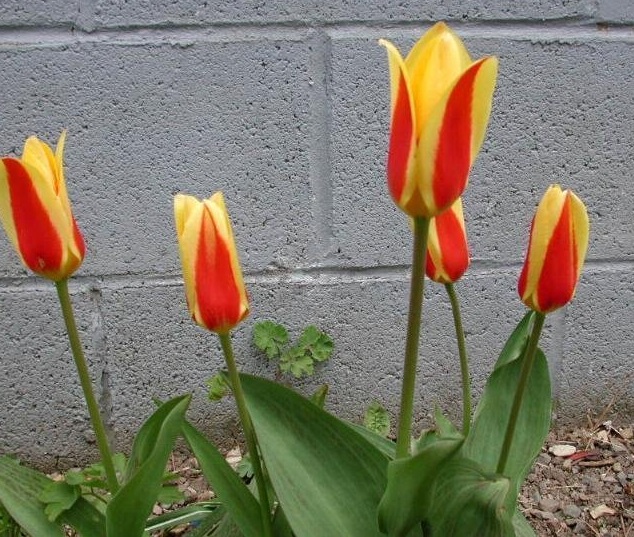 Waterlily Tulip Stresa