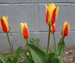 Waterlily Tulip 'Stresa'