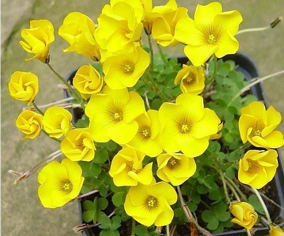Oxalis Species, May Flower, Wood Sorrel