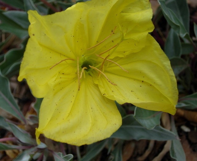 Oenothera, Evening Primrose Silver Blade