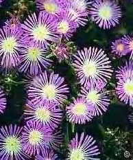 Delosperma, Hardy Ice Plant Starburst