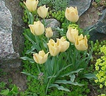 Batalin Botanical Tulip Bright Gem