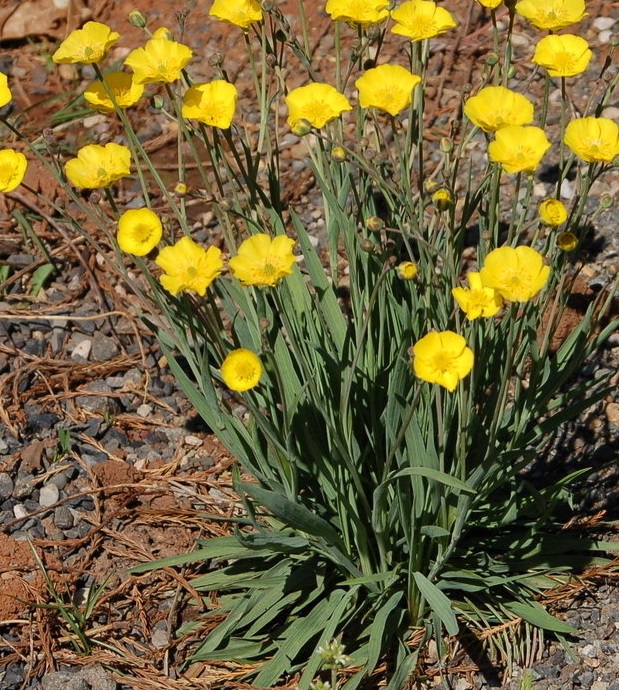 Ranunculus Species, Grassy-Leaved Buttercup