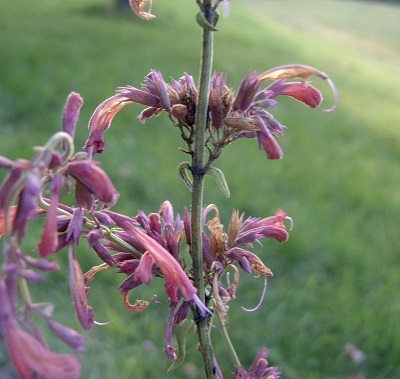 Agastache, Giant Hyssop, Hummingbird Mint Firebird