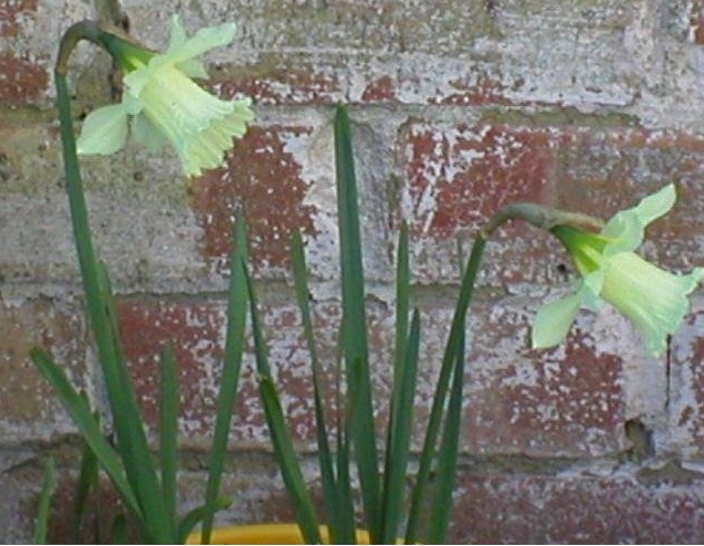 Miniature Trumpet Daffodil W.P.Milner