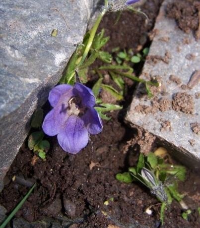 Campanula Species, Alaska Harebell, Bellflower, Mountain Harebell