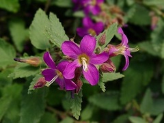 Melochia Species, Broom Weed, Pyramid Bush, Tea Bush, Wooly Pyramid Bush