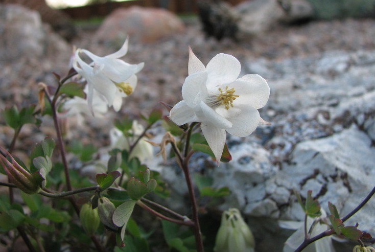 Laramie Columbine