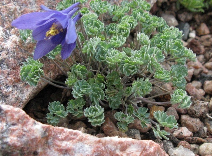 Jones Columbine
