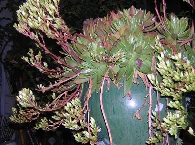 Dudleya Species, Canyon Liveforever, Rock Lettuce