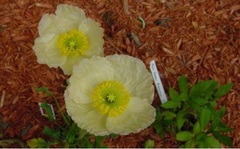 Papaver, Arctic Poppy, Iceland Poppy, Perennial Poppy 'Champagne Bubbles'