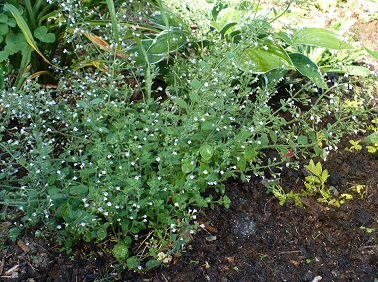 Clinopodium, Lesser Calamint Blue Cloud