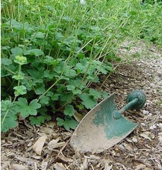 Alchemilla Species, Dwarf Lady's Mantle