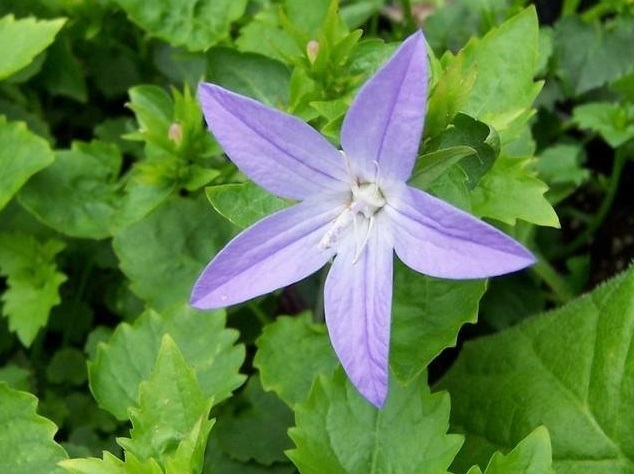 Campanula, Serbian Bellflower, Trailing Bellflower Blue Waterfall