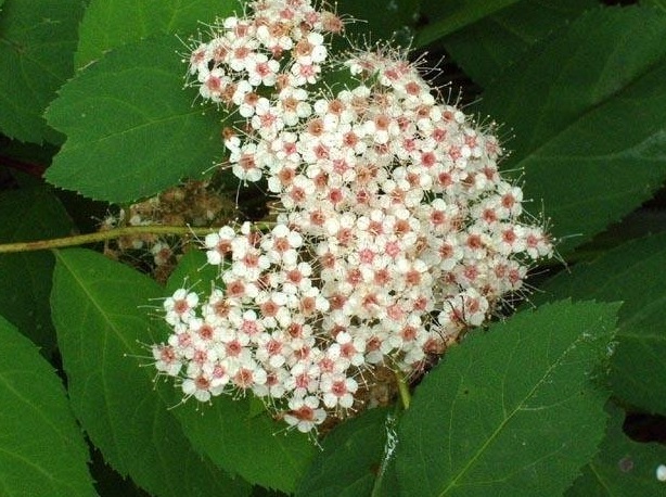 Spiraea Species, Japanese Spirea, Japanese Meadowsweet, Maybush