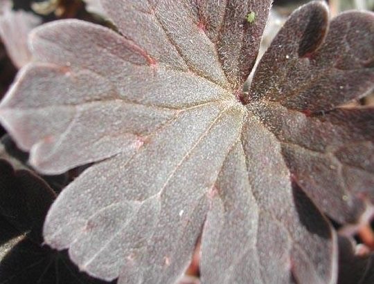 Geranium, Dwarf Cranesbill, Hardy Geranium Pink Spice