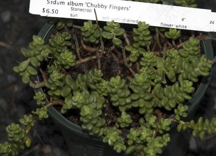 Sedum, Creeping Stonecrop, White Stonecrop Chubby Fingers