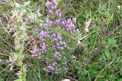 Gentiana Species, Harvestbells, Soapwort Gentian