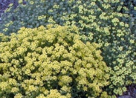 Aurinia, Basket-of-Gold, Gold Alyssum, Gold Dust Compactum
