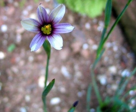 Brown-eyed Grass Quaint and Queer