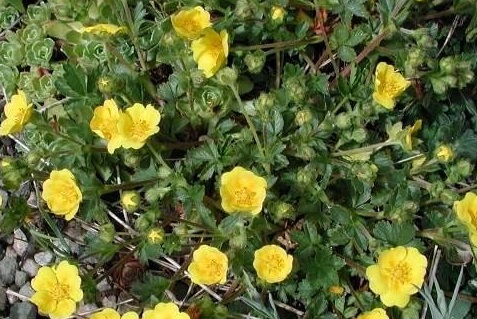 Potentilla Species, Spring Cinquefoil
