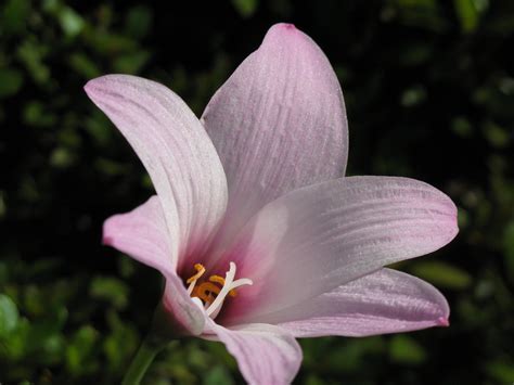 Habranthus Hybrid Amazing Jumbo