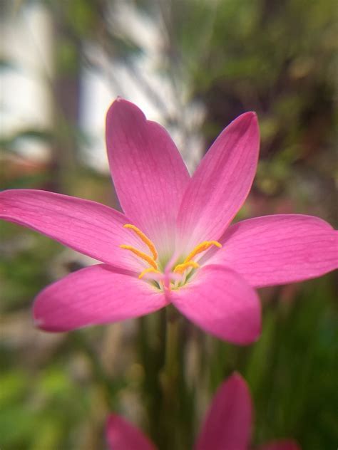 Rain Lily, Rainlily, Fairy Lily, Zephyr Lily