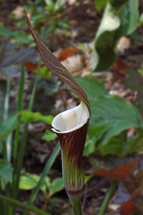 Arisaema Species, Gaudy Jack, Jack-in-the-Pulpit, Japanese Cobra Lily