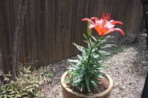 Dwarf Asiatic Lily Denia