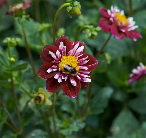 Dwarf, Miniature Collerette Dahlia Impression Fantastico