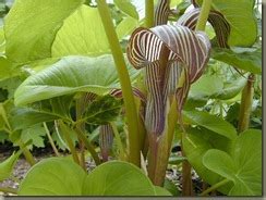 Arisaema Species, Cobra Lily, Fargess Cobra Lily, Jack-in-the-Pulpit