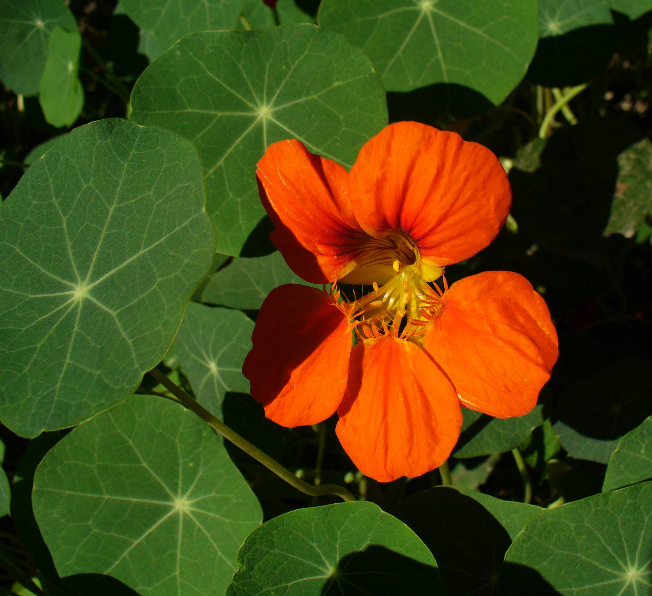 Tropaeolum