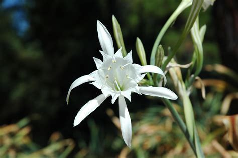 Canary Sea Daffodil