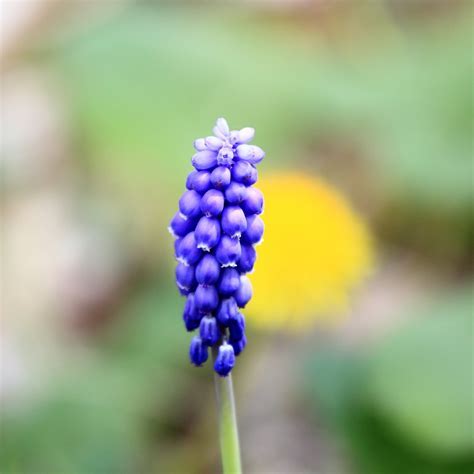 Muscari, Grape Hyacinth Fantasy Creation