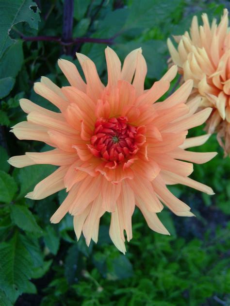 Miniature Decorative Dahlia Little Tiger