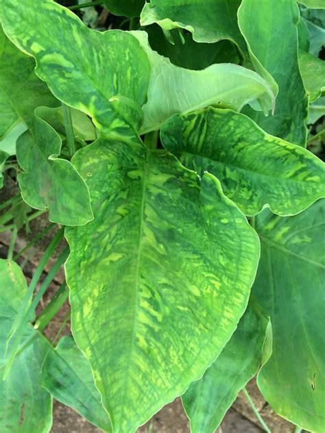 Tanier spinach, Tahitian taro