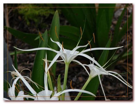 Spider Lily