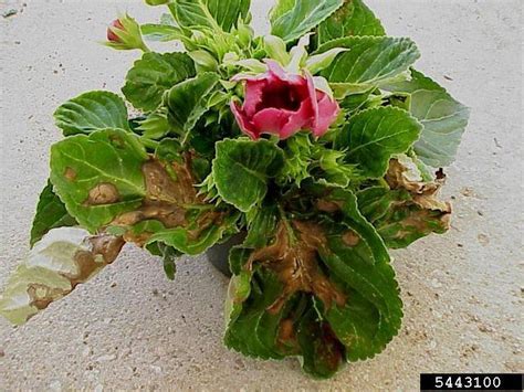 Sinningia Species, Hardy Red Gloxinia