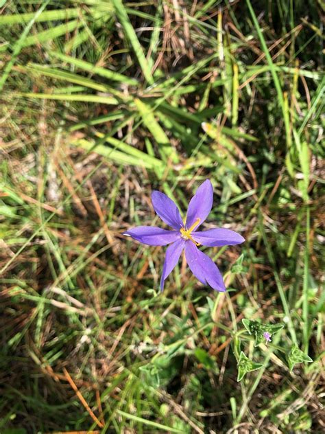 Celstial Lily, Celestial Ghost Iris, Prairie Celestial