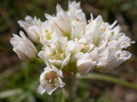 Allium Species, White Wild Onion, Prairie Onion, Textile Onion